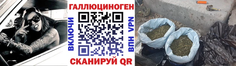 Галлюциногенные грибы Psilocybe  Шацк 